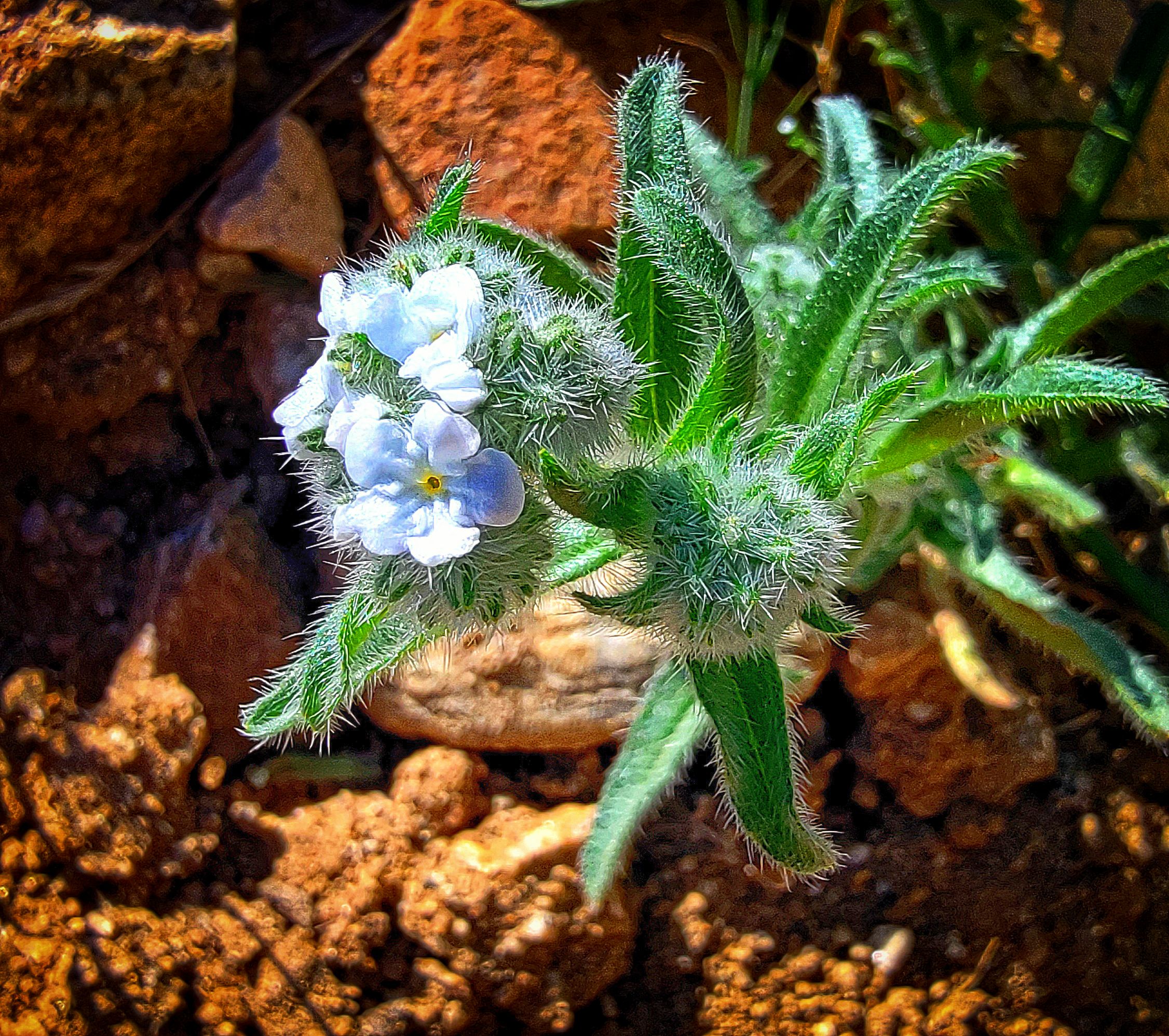 Stunning Cryptantha